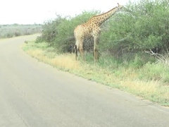 Horny Black Girlfriend Demands Big Cock