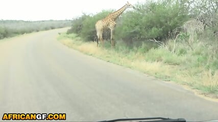 Horny Black Girlfriend Demands Big White Cock In The Middle Of Safari Trip