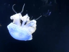 Fishnet Clad Milf Takes On A Big Cock Hardcore