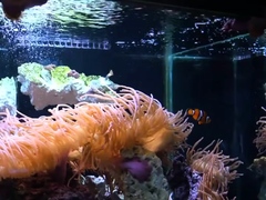 Fishnet Clad Milf Takes On A Big Cock Hardcore