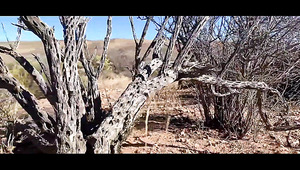 Outdoor Sex With Busty Blonde At The Canyon