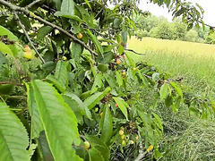 Skinny Anne Eden Goes For Passionate Outdoor Fuck With A Stranger