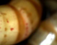 Close Up Action Of Superworms Eating My Cockhead